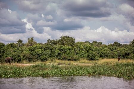 Landscape in the African Savannah with giraffe and elephant, view from a boat floating on the Nile riverの写真素材