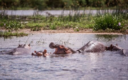 watching a group of hippos in the wild on an African Safari and from a boat floating on the Nile...