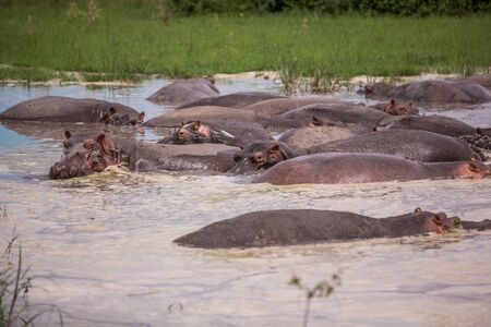 watching a group of hippos in the wild on an African Safari and from a boat floating on the Nile riverの写真素材