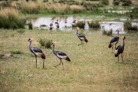 African savanna landscape with a flock of crowned cranesの写真素材