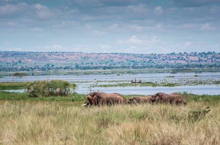 Elephants graze peacefully on the banks of the Nile riverの写真素材