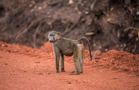 The little grey monkey has turned and is looking at youの写真素材
