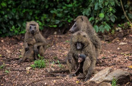 grey African monkeys on a red road somewhere in Africa