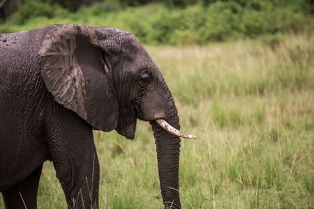 elephants graze peacefully in the fields of the African Savannah. Background views of nature