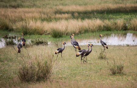 African savanna landscape with a flock of crowned cranesの写真素材