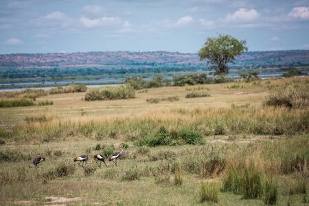 African savanna landscape with a flock of crowned cranesの写真素材