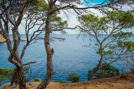 Top view of the turquoise Mediterranean sea, rocks and Bay, through the treesの写真素材
