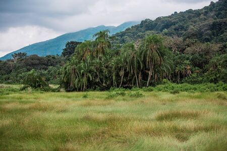 Juicy thick grass and nature in the valley of geysers, in the African jungleの写真素材