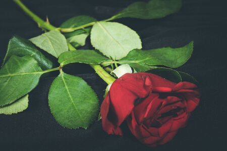On a black background, another name for love is roseの写真素材