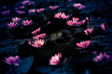 The leaves are floating in the water of a small pond with a bunch of beautiful pink water liliesの写真素材