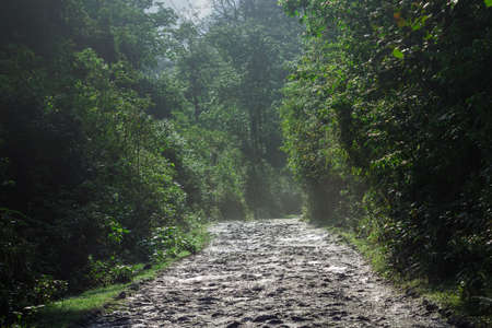 Offbeat roads and play of sunlight and darkness in the dense jungles of the Himalayas