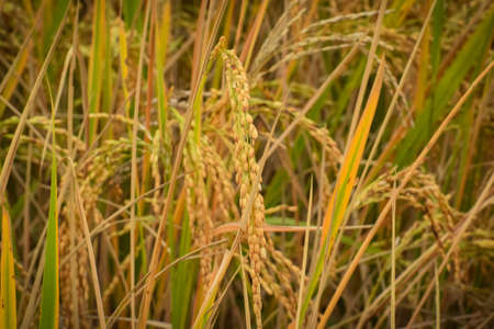 Close up view of ripe paddy rice on groundの写真素材