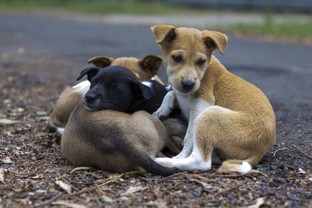 street puppies sleeping one over another in winterの写真素材