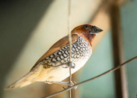 Close up of scaly breasted munia bird from bottomの写真素材