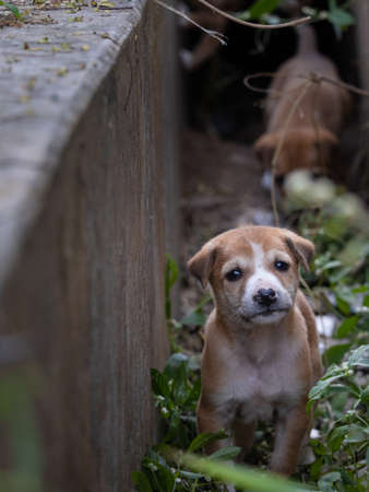 Homeless street puppies looking at cameraの写真素材