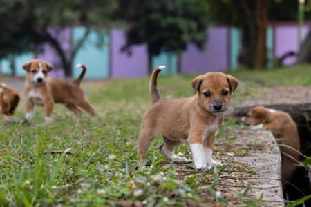 Homeless street puppies outside playingの写真素材