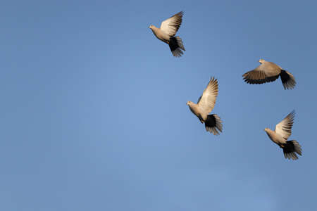 A flock of dove birds flying in clear blue sky