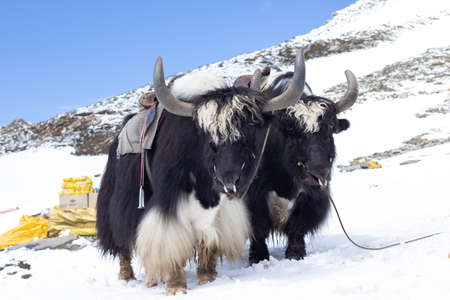 Two yaks standing in snowy mountain for the purpose of adventure ride for touristsの写真素材