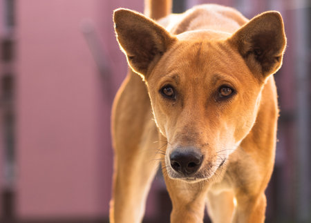 Close up of street dog looking at cameraの写真素材