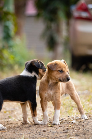 Two cute brown and black color puppy on road with blurry backgroundの写真素材
