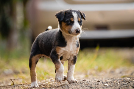 A lonely cute black and brown puppy on road with blurry backgroundの写真素材