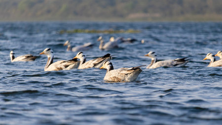 A group of migratory birds floating in blue rippled water of a lakeの写真素材