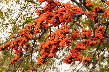 Blooming colorful palash flower in a tree in spring season just before holi festival of India