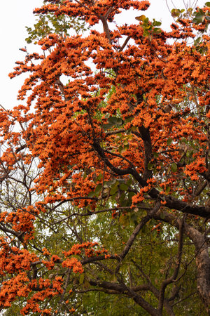 Blooming colorful palash flower in a tree in spring season just before holi festival of India