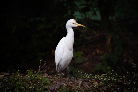 A white crane looking for food on a dark backgroundの写真素材