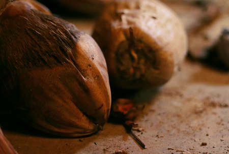 closeup of a dry ripe coconut on blurry background