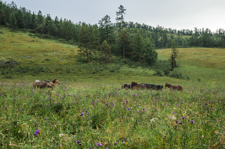 Horses in the green meadows and hillsの写真素材