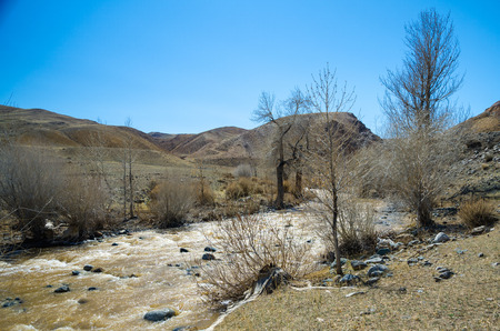 The ocher river, blue sky and naked treesの写真素材