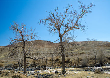 The big naked trees in the ocher groundsの写真素材
