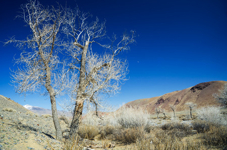tree and blue skyの写真素材