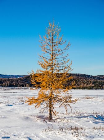 Lonely yellow larch tree in the snow fieldの写真素材