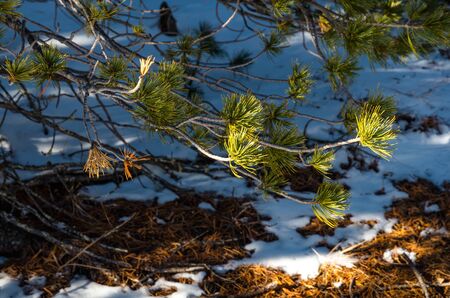 Pine branches in sunlight and shadows on a snow in backgroundの写真素材