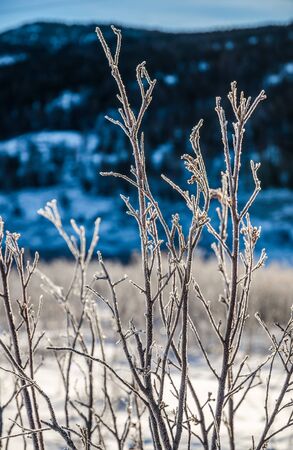 Frost on a naked branches in a morning soft sunlight and a snow and dark mountain in backgroundの写真素材