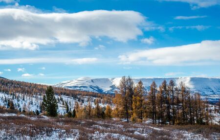 Forest of the yellow larch trees and pine trees, far mountains and blue sky with cloudsの写真素材