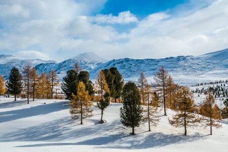 Yellow larch and green pine trees on a snow hillsの写真素材