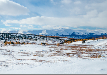 Snow hills and dry grass and a yellow forest and mountains on backgroundの写真素材