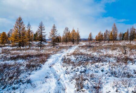 A footprints in a snow track and a yellow forest in a sunny dayの写真素材