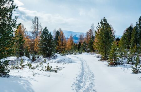 A footprints in a snow track in a forest in winter in a sunny dayの写真素材