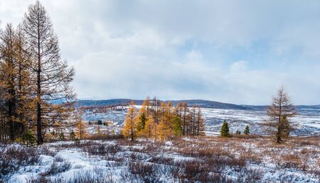 A yellow trees in a snow hills and far mountains in backgroundの写真素材