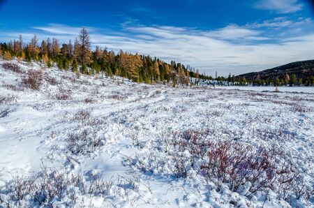 The snow field with dry bushes and a yellow and green forest on the hillの写真素材