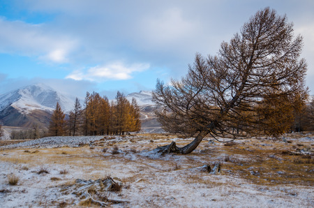 Crooked yellow larch tree in the valley and a far mountainsの写真素材