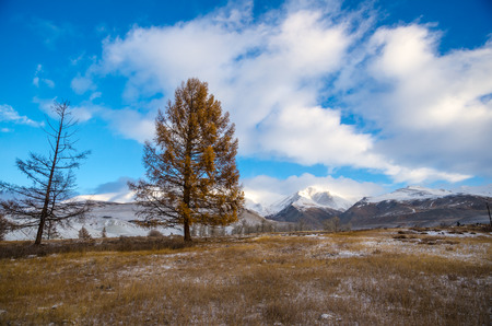 Two trees in a valley of autumn dry grass and a far mountainsの写真素材