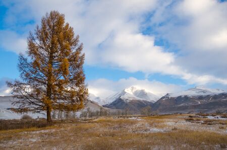A lonely yellow larch tree in a valley of autumn dry grass and a far mountains