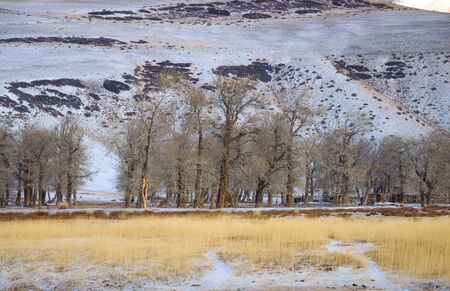 A small forest of poplar trees and a big snow hill in backrgoundの写真素材