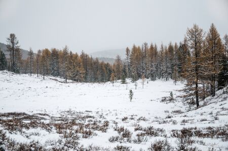 A dry grass in the snow and a winter forest and far mountainsの写真素材