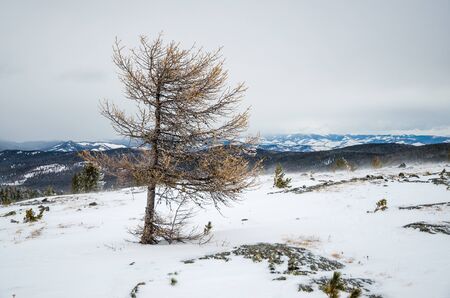 A lonely larch tree and a far forest and mountains in the mistの写真素材